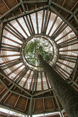 Der kelchförmige Holzturm des Baumwipfelpfades in Ebrach